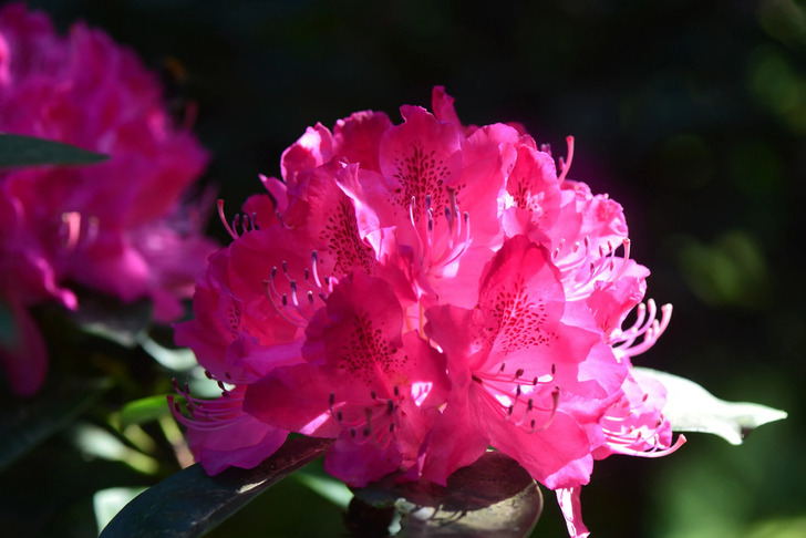 How Much Do You Know About Flowers And Plants?