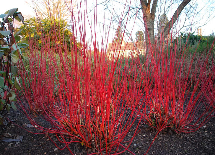 How Much Do You Know About Flowers And Plants?