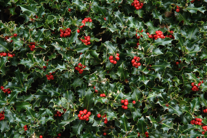 How Much Do You Know About Flowers And Plants?