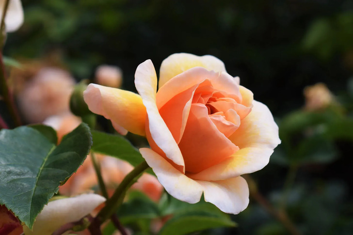 How Much Do You Know About Flowers And Plants?