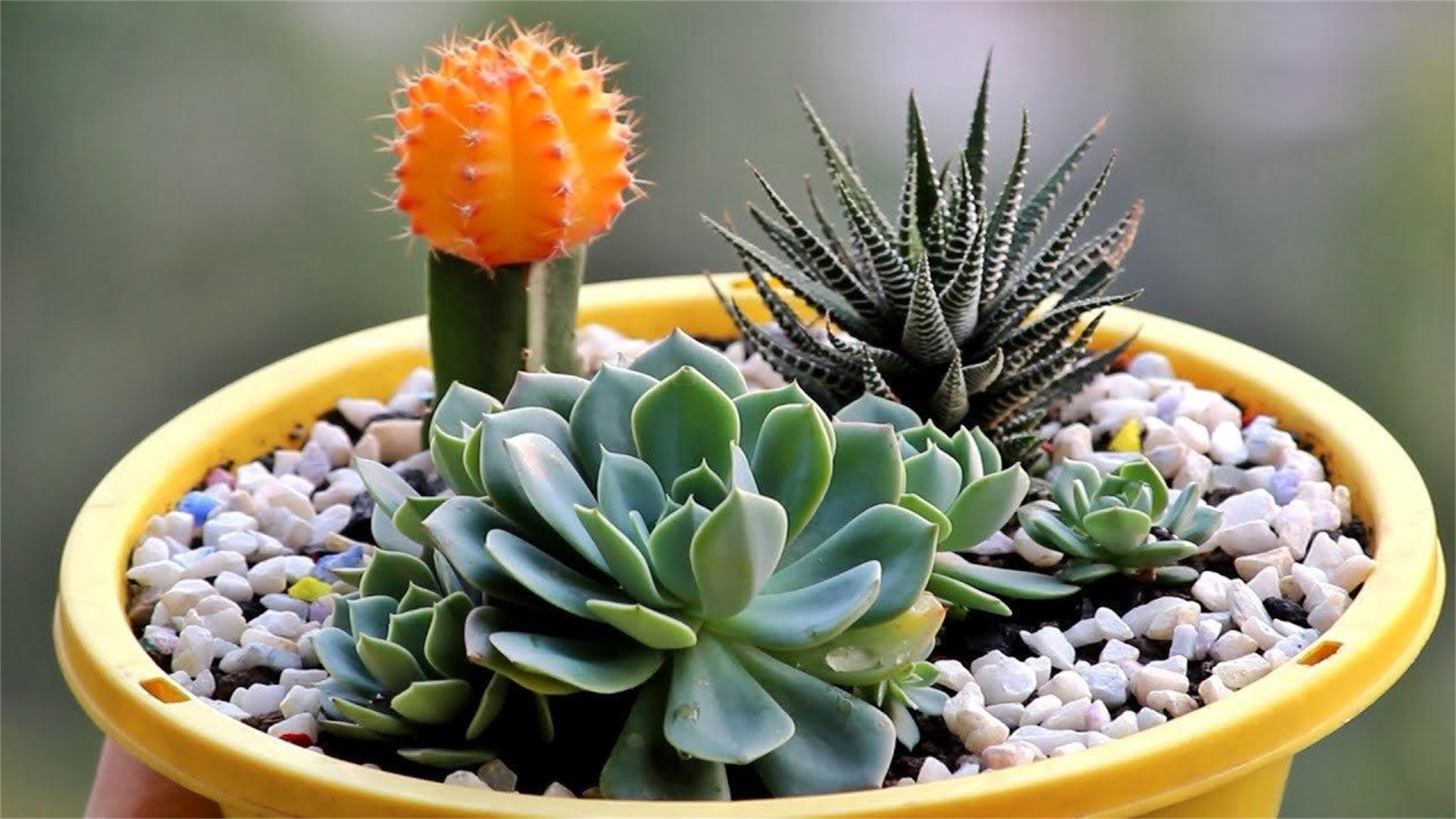 手入れが簡単で緑豊かな、おすすめのパティオ植物8選