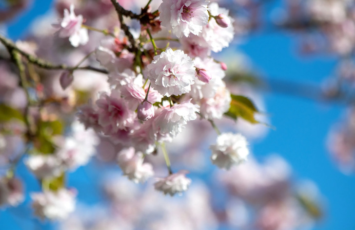 How Much Do You Know About Flowers And Plants?