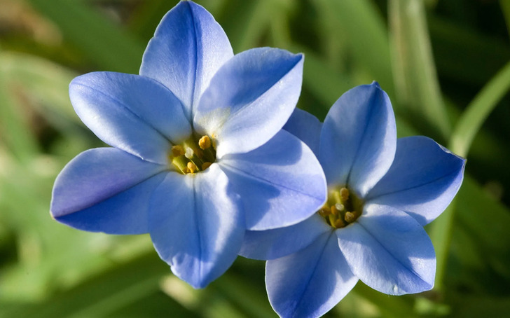 How Much Do You Know About Flowers And Plants?