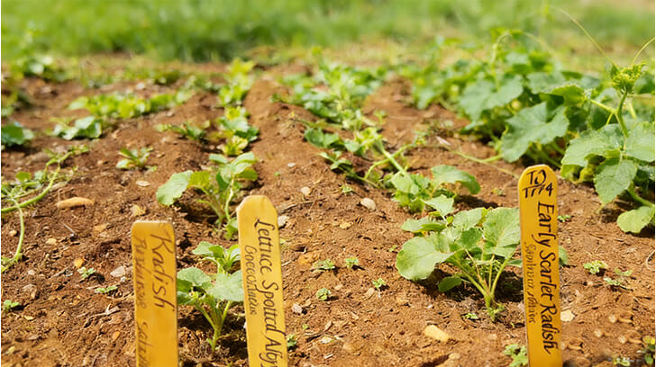 Can You Identify These Essential Gardening Tools?