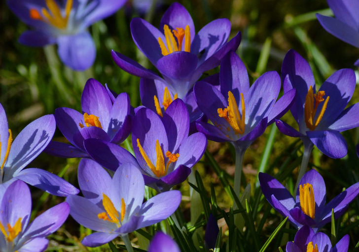 How Much Do You Know About Flowers And Plants?