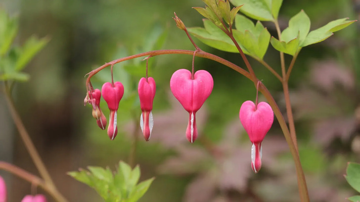 How Much Do You Know About Flowers And Plants?