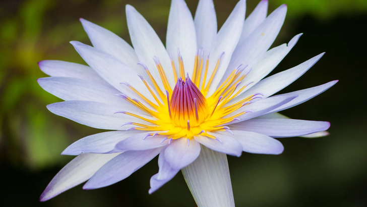 How Much Do You Know About Flowers And Plants?