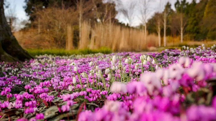 How Much Do You Know About Flowers And Plants?