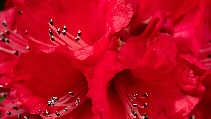 How Much Do You Know About Flowers And Plants?