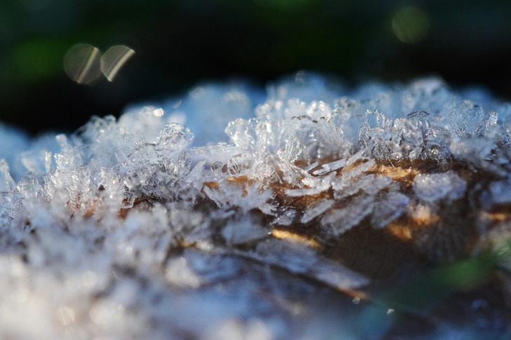 How Much Do You Know About Flowers And Plants?