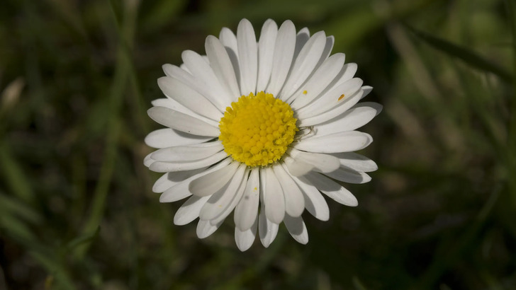 How Much Do You Know About Flowers And Plants?