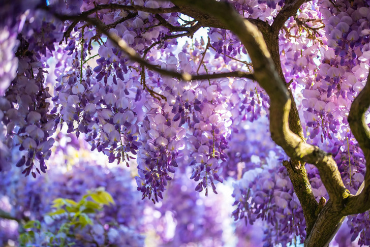 How Much Do You Know About Flowers And Plants?