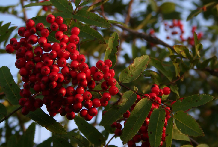 How Much Do You Know About Flowers And Plants?