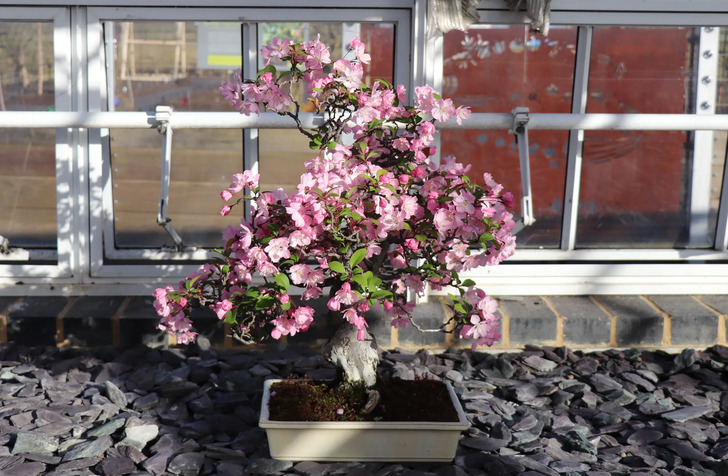 How Much Do You Know About Flowers And Plants?