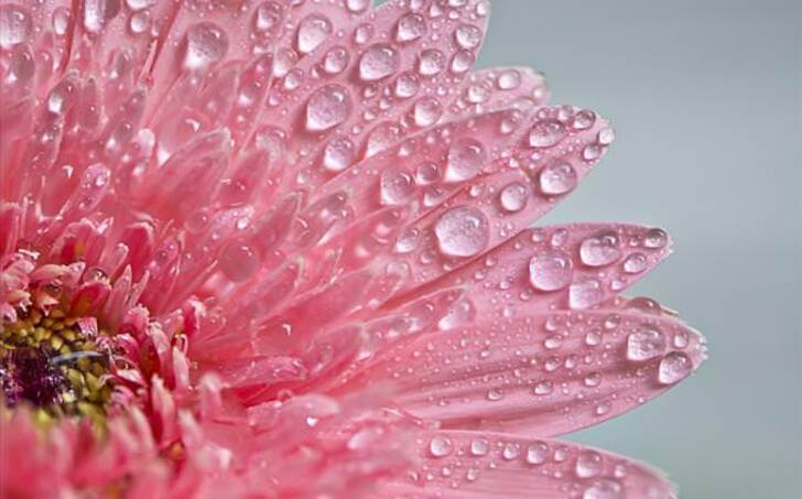 How Much Do You Know About Flowers And Plants?