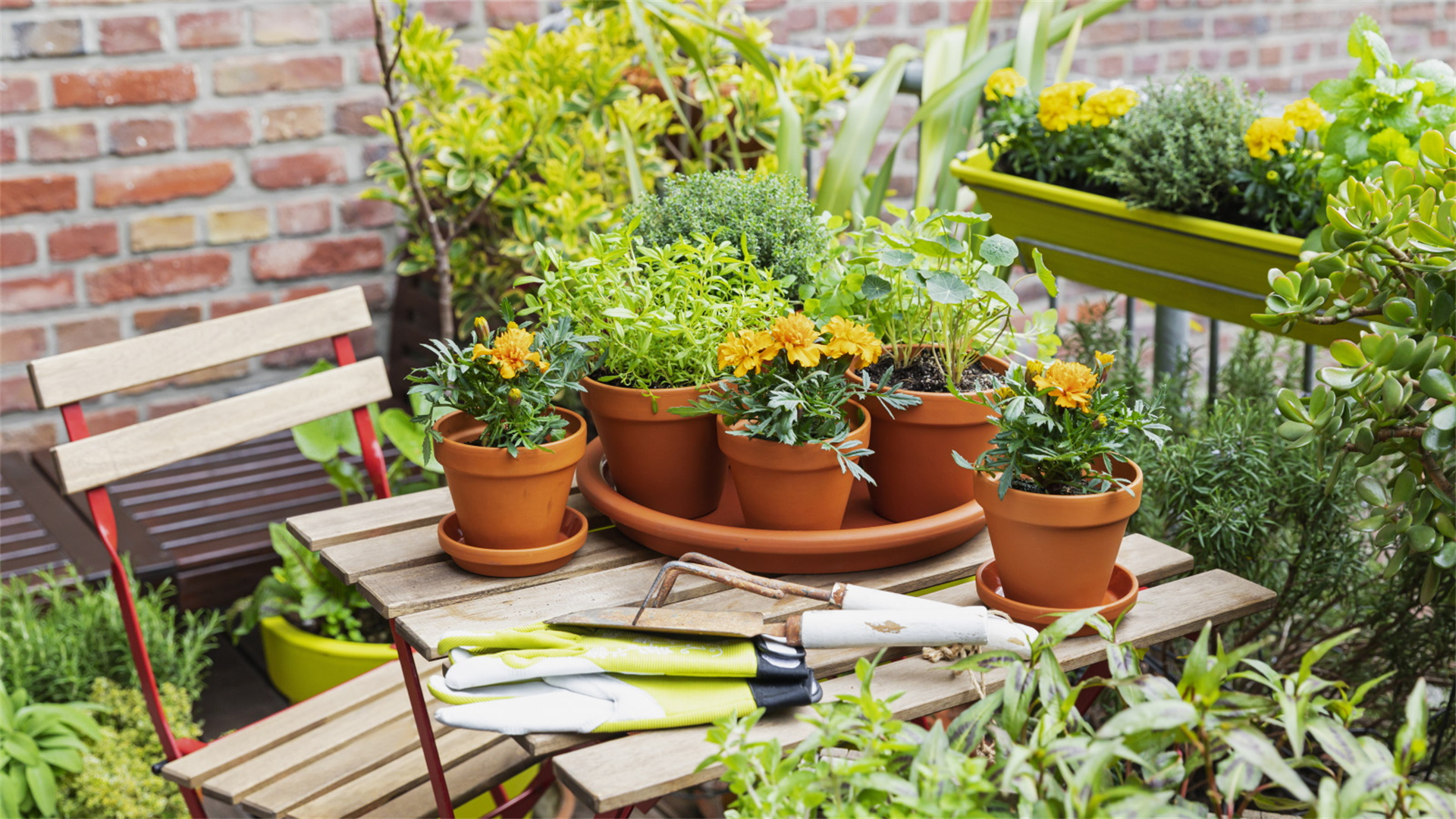 7 Easy Techniques to Build a Stunning Balcony Herb Garden at Home