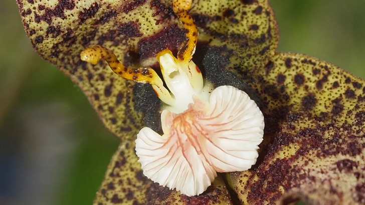 How Much Do You Know About Flowers And Plants?