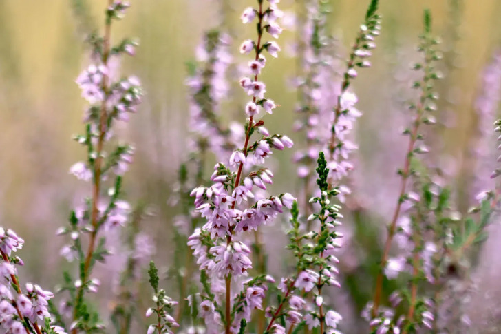 How Much Do You Know About Flowers And Plants?