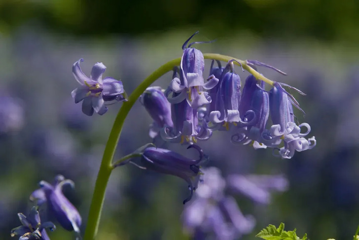 How Much Do You Know About Flowers And Plants?