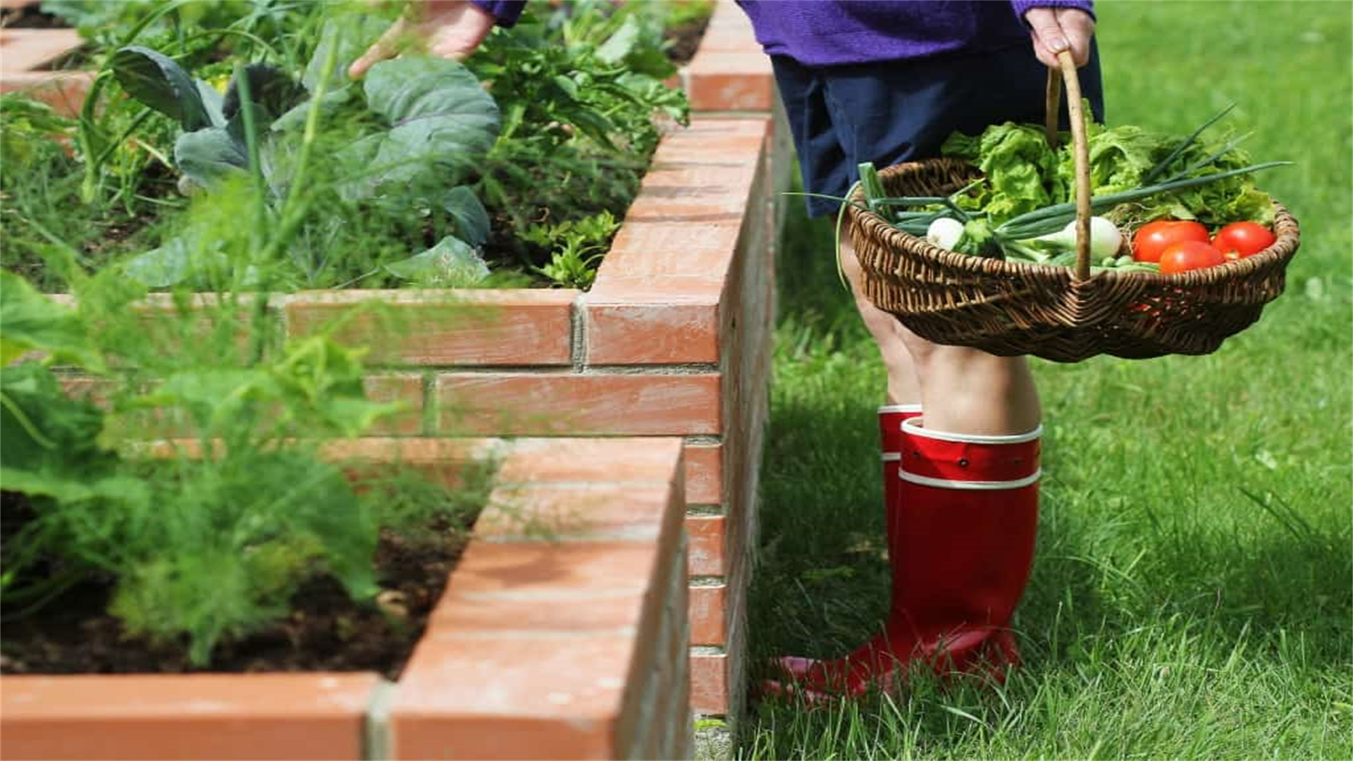 Harvest More with Less Space: A Novice-Friendly Edible Container Gardening Manual