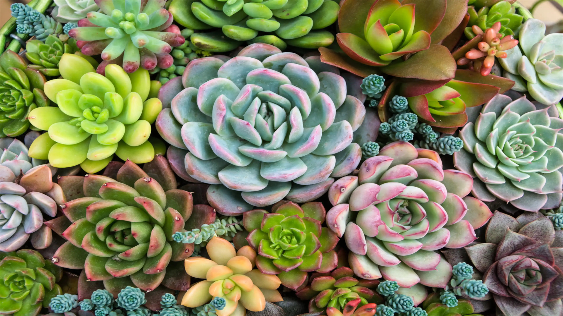 Succulent Care Made Simple: Tips to Maximize Growth and Longevity